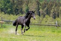 A black horse runs in the paddock on pasture Royalty Free Stock Photo