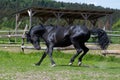 A black horse runs in the paddock on pasture Royalty Free Stock Photo