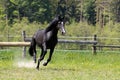 A black horse runs in the paddock on pasture Royalty Free Stock Photo