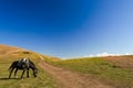 Black horse with saddle grazes in an alpine meadow next to  road and paragliders in blue sky Royalty Free Stock Photo