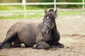 Black horse on the sand. Farm, summer Royalty Free Stock Photo