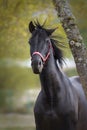 Black horse shaking its mane Royalty Free Stock Photo