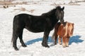 A black horse and a shetland pony in a snow covered meadow