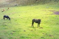 Horse with shiny fur on a green field Royalty Free Stock Photo