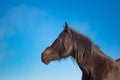 Black horse shoulder image
