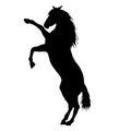 Black horse silhouette Royalty Free Stock Photo