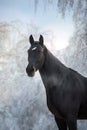 Black horse in snow frozen forest