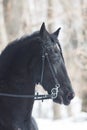 Black horse in snowy winter forest portrait Royalty Free Stock Photo