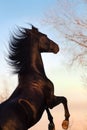 Black horse stallion rearing up Royalty Free Stock Photo