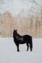 Black horse stand in winter on the white snow in forest Royalty Free Stock Photo