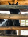 A black horse standing behind a old wooden fence in a horse farm or zoo and looking at the camera Royalty Free Stock Photo