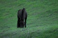 Black horse standing in a field with green grass Royalty Free Stock Photo