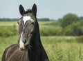 Black horse standing in a green field under a blue sky Royalty Free Stock Photo