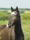 Black horse standing in a green field under a blue sky Royalty Free Stock Photo