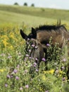 Black horse standing in a green field under a blue sky Royalty Free Stock Photo