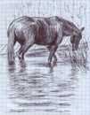 A black horse standing knee-deep in the river.