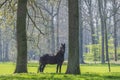 Black Horse standing between trees in the forest in Netherlands