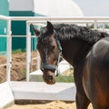 Black horse stands in a paddock, turning his head back Royalty Free Stock Photo