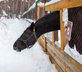 black horse stuck his head over the fence to be fed. Breeding horses