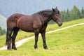 Black Horse stud Royalty Free Stock Photo