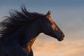 Black horse at sunlight Royalty Free Stock Photo