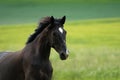 Black horse trots in a paddock