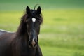 Black horse trots in a paddock