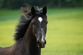 Black horse trots in a paddock