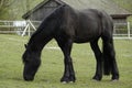 Black horse with very long hair, well groomed Royalty Free Stock Photo