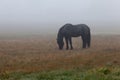 A black horse walking in the fog Royalty Free Stock Photo