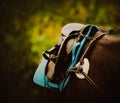 A black horse weared with sporty equipment, such as a saddle, stirrups, and a breastplate. The equestrian sports and horseback Royalty Free Stock Photo