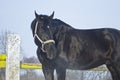 Black horse with a white blaze standing in a paddok Royalty Free Stock Photo