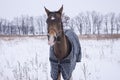 Black horse with a white blaze standing in a snowy field Royalty Free Stock Photo
