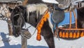 A black horse with a white mane is tied to a rack, close-up. Royalty Free Stock Photo