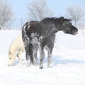 Black horse and white pony together Royalty Free Stock Photo