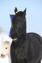 Black horse and white pony together Royalty Free Stock Photo