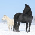 Black horse and white pony together Royalty Free Stock Photo