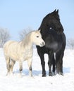Black horse and white pony together