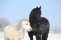 Black horse and white pony together Royalty Free Stock Photo