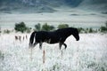 Black horse in white steppe Royalty Free Stock Photo