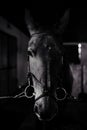 Black horse, black wild horse in stable portrait of a horse, black and white Royalty Free Stock Photo