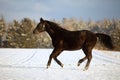 Black horse in winter run free in snow field Royalty Free Stock Photo