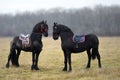 Black horses in the Carpathian Mountains in Romania