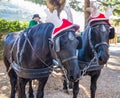 Black horses with carriage with funny Christmas hats, Italy