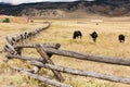 Black Horses on a Farm in Colorado