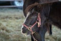 Black horses on a farm eating hay