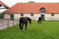 Black horses grazing on a green lawn, on background of stables building, at Schloss Fasanerie, near Fulda, Germany