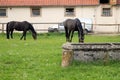 Black horses grazing on a green lawn, on background of stables building, at Schloss Fasanerie, near Fulda, Germany