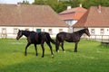 Black horses on a green lawn, on background of stables building, at Schloss Fasanerie, Eichenzell, Germany Royalty Free Stock Photo