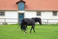 Black horses on a green lawn, on background of stables building, at Schloss Fasanerie, near Fulda, Germany